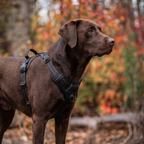 Dog Harness